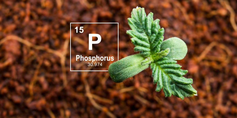 Warum Phosphor beim Cannabisanbau so wichtig ist