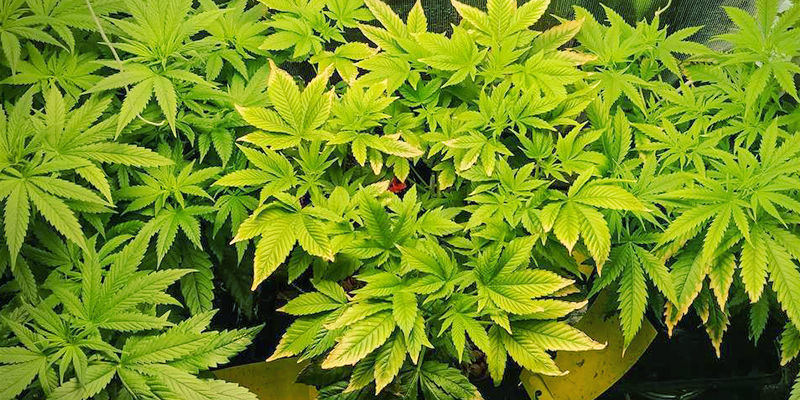 Wie Man Einen Zinkmangel Erkennt Wie man einen Zinkmangel erkennt