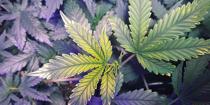 Wie Man Einen Eisenmangel Erkennt Wie man einen Eisenmangel erkennt