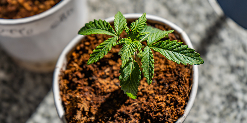 Die besten Nährstoffe und Düngepläne für Cannabis in Kokosfasern