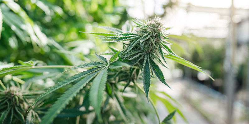 Kokosfasern: Ein großartiges Substrat für den Anbau von Cannabis