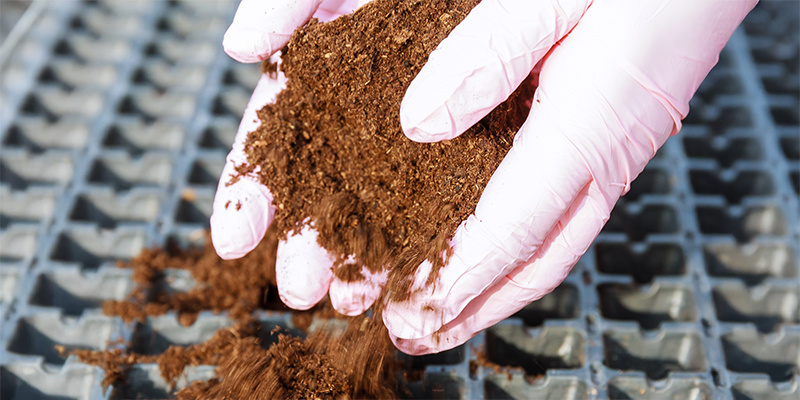 Welche Nachteile hat der Anbau von Cannabis in Kokosfasern?