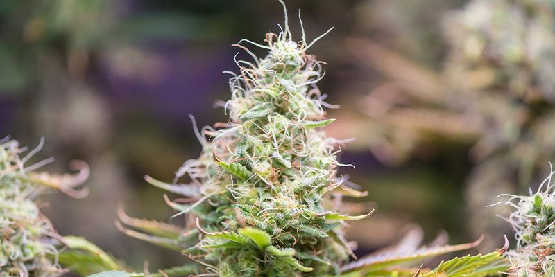 Bormangel Bei Cannabis – Verteidigung Ist Der Beste Angriff Bormangel bei Cannabis – Verteidigung ist der beste Angriff