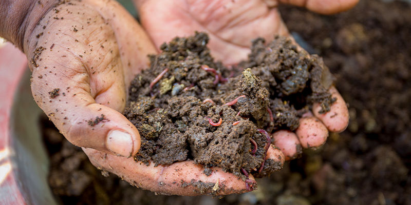 Wie Man Einem Bormangel Vorbeugt Wie man einem Bormangel vorbeugt