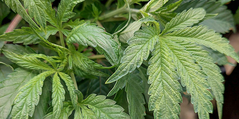 Wie Man Einen Bormangel Erkennt Wie man einen Bormangel erkennt