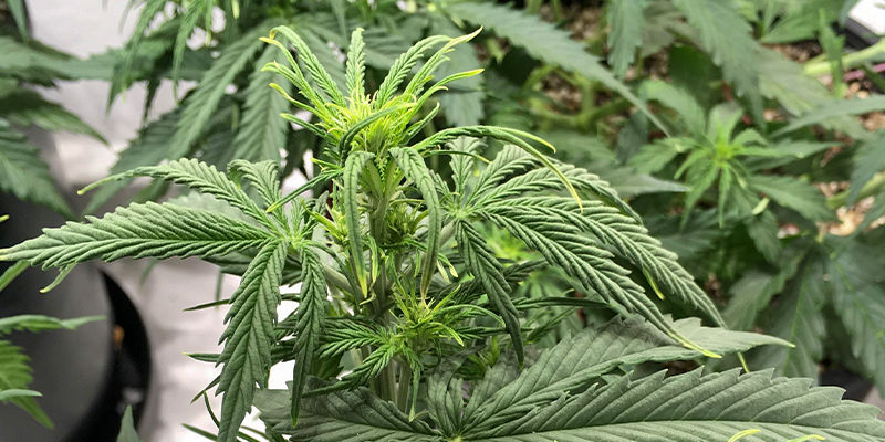 Was Verursacht Einen Bormangel? Was verursacht einen Bormangel?