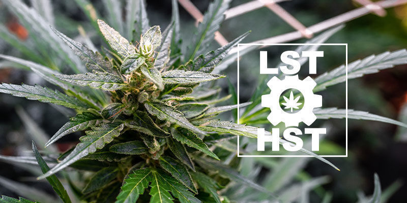 Wie Man Autoflowers Trainiert