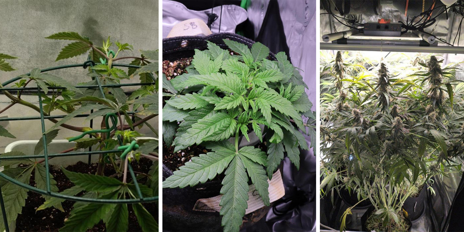 High Stress Training (HST) und Autoflowers High Stress Training (HST) und Autoflowers