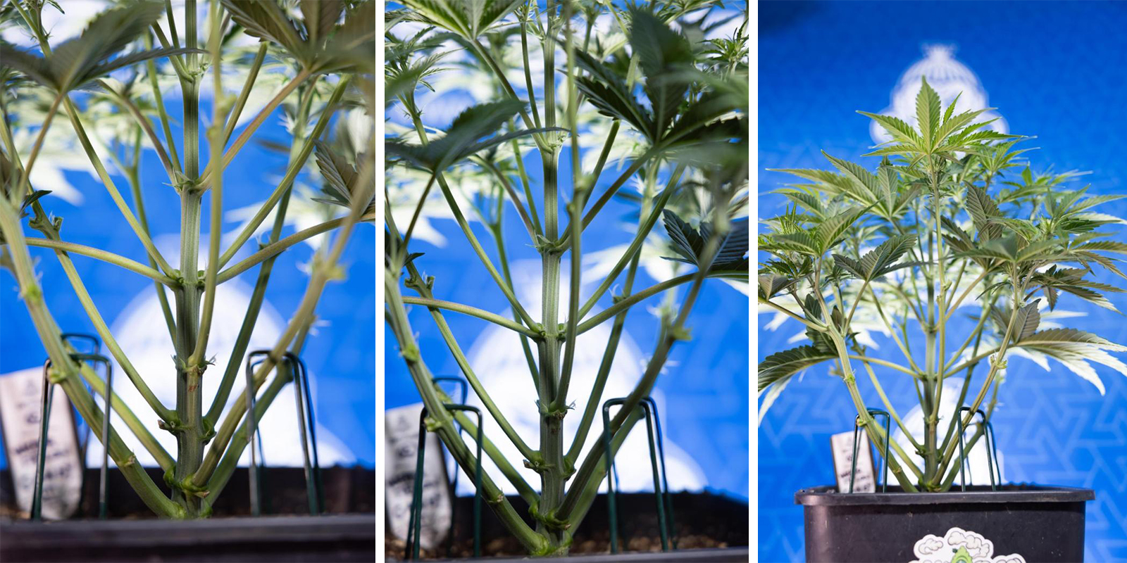 Low Stress Training (LST) für Autoflowers Low Stress Training (LST) für Autoflowers