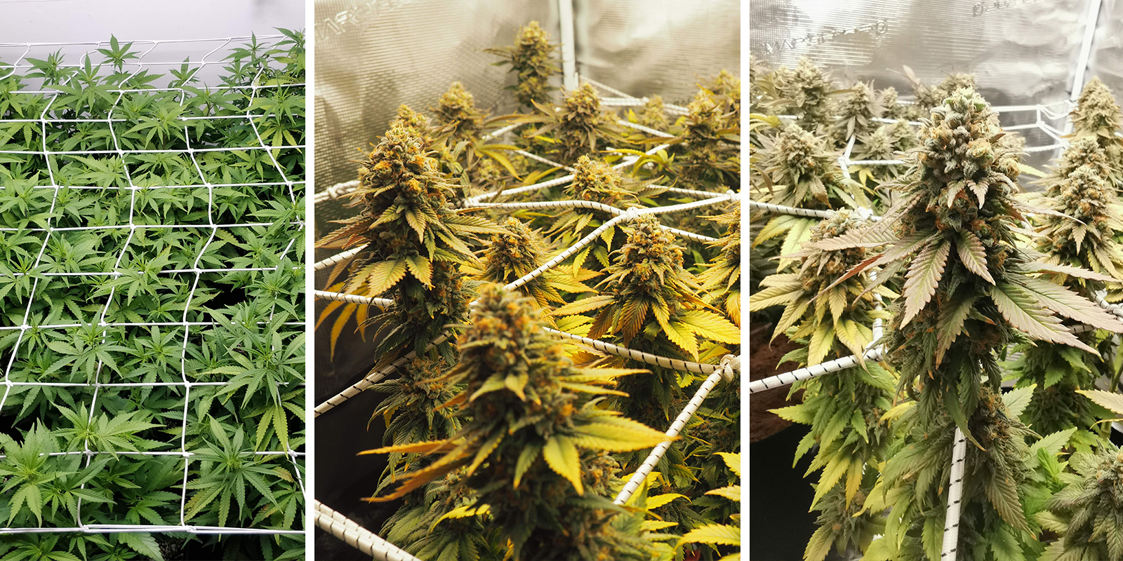 ScrOG mit Autoflowers: Warum es knifflig ist (aber möglich) ScrOG mit Autoflowers: Warum es knifflig ist (aber möglich)