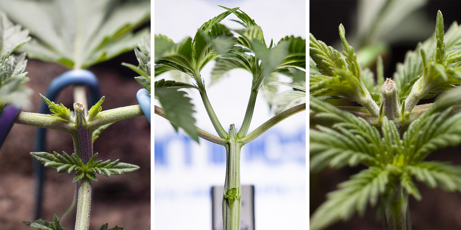 Topping bei Autoflowers: Ein Sonderfall von High Stress Training Topping bei Autoflowers: Ein Sonderfall von High Stress Training
