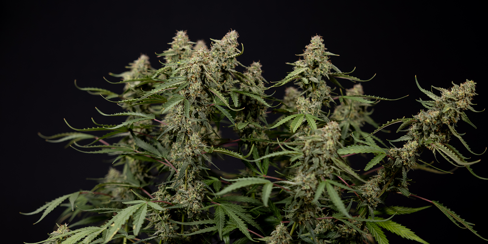Kann man autoflowering Cannabis-Pflanzen trainieren? Kann man autoflowering Cannabis-Pflanzen trainieren?