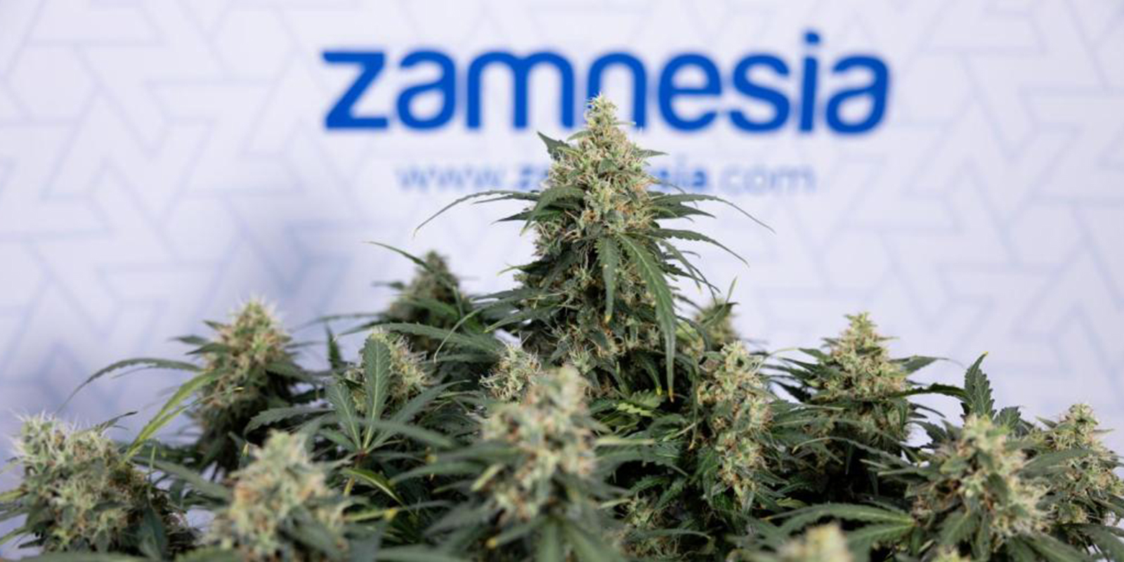Wichtige Punkte, die du vor dem Training von Autoflowers beachten solltest Wichtige Punkte, die du vor dem Training von Autoflowers beachten solltest