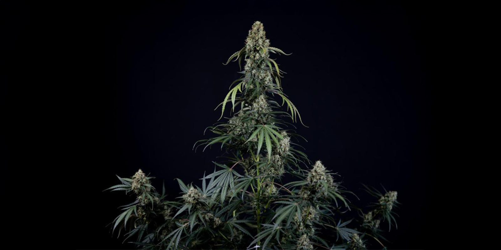 Kein Training: Autoflowers natürlich wachsen lassen Kein Training: Autoflowers natürlich wachsen lassen