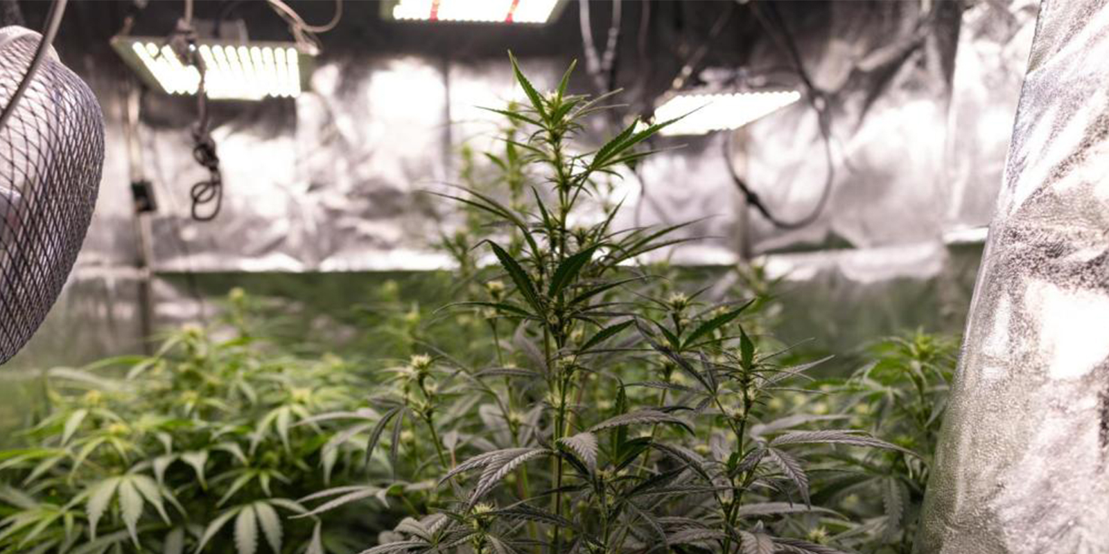 Solltest du Autoflowers trainieren? Solltest du Autoflowers trainieren?