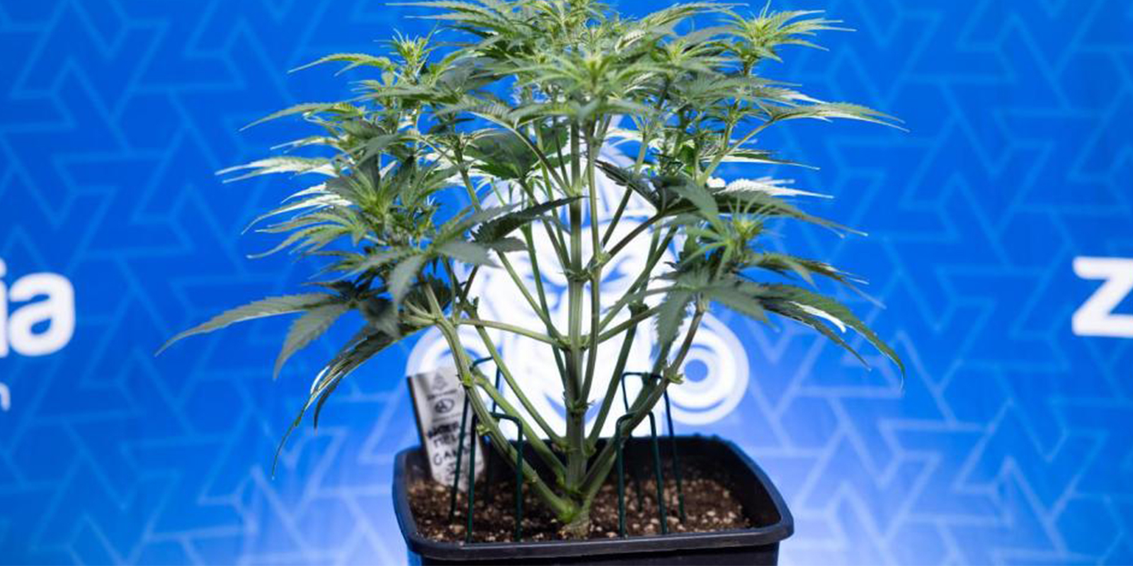 Welche Trainingsmethode ist am besten für Autoflowers? Welche Trainingsmethode ist am besten für Autoflowers?