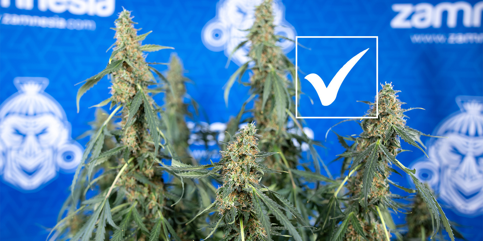 3. Ausschlussverfahren anwenden 3. Ausschlussverfahren anwenden