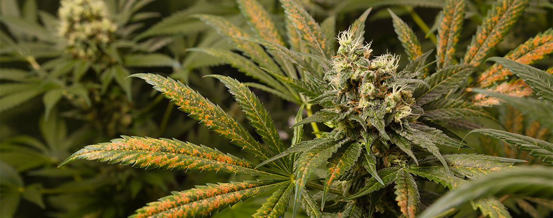 Calciummangel bei Cannabispflanzen Calciummangel bei Cannabispflanzen