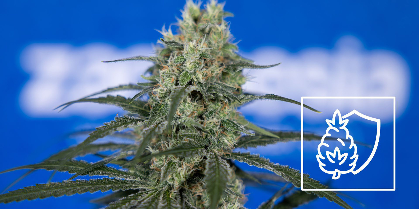 Calcium: Entscheidend für fette Buds Calcium: Entscheidend für fette Buds