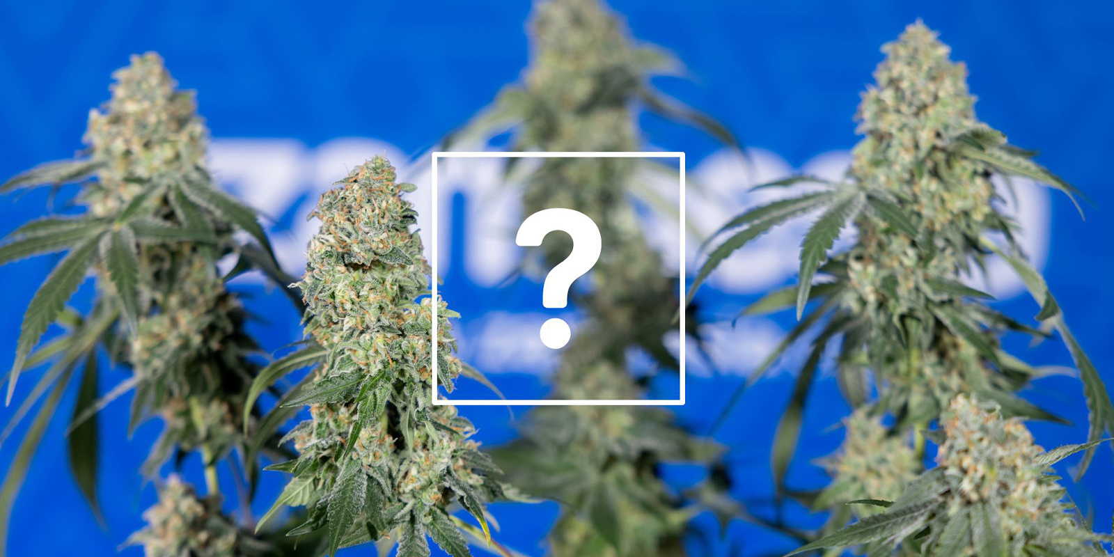 Kann ich betroffene Pflanzen oder Buds trotzdem verwenden? Kann ich betroffene Pflanzen oder Buds trotzdem verwenden?