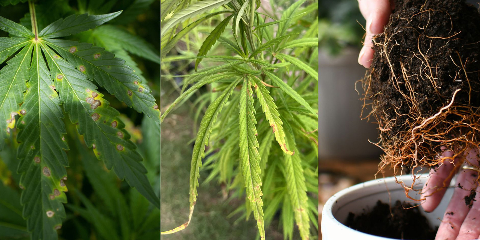 Häufige frühe Anzeichen Häufige frühe Anzeichen