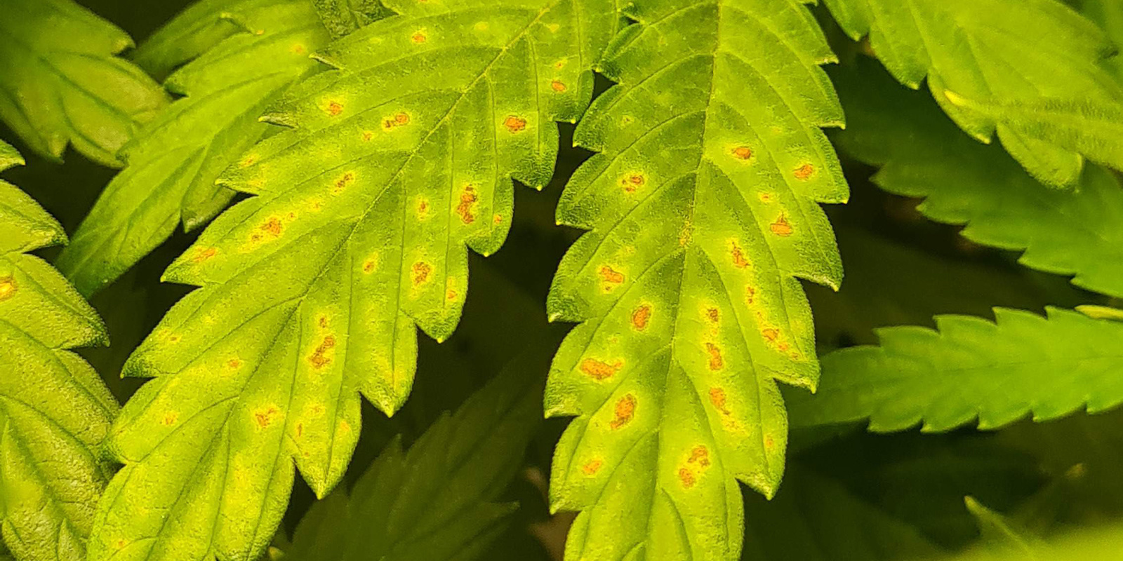 Frühe Anzeichen eines Calciummangels Frühe Anzeichen eines Calciummangels