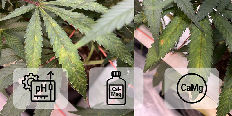 Calciummangel bei Cannabis beheben Calciummangel bei Cannabis beheben