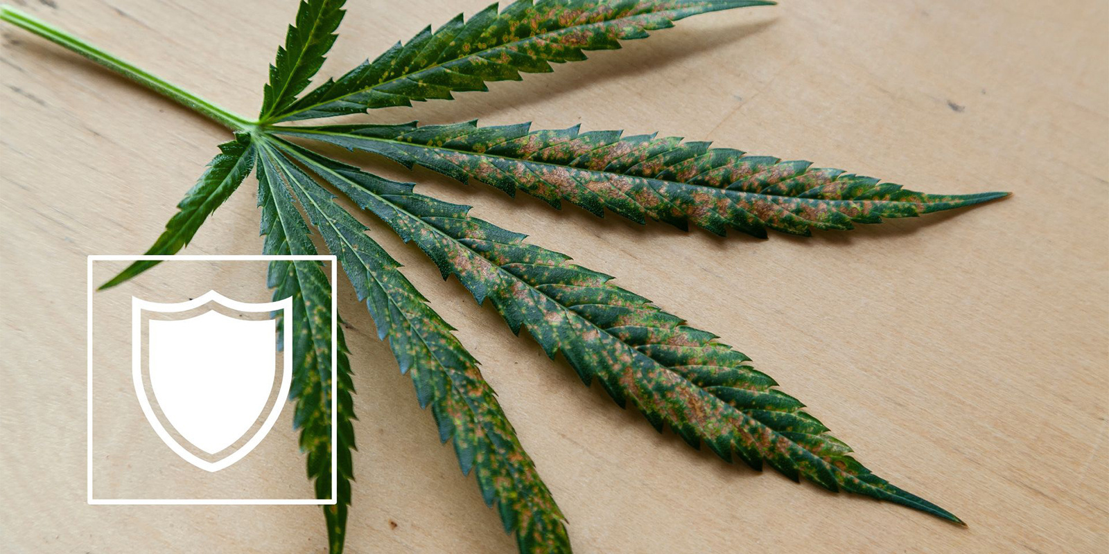 Calciummangel bei Cannabis vorbeugen Calciummangel bei Cannabis vorbeugen