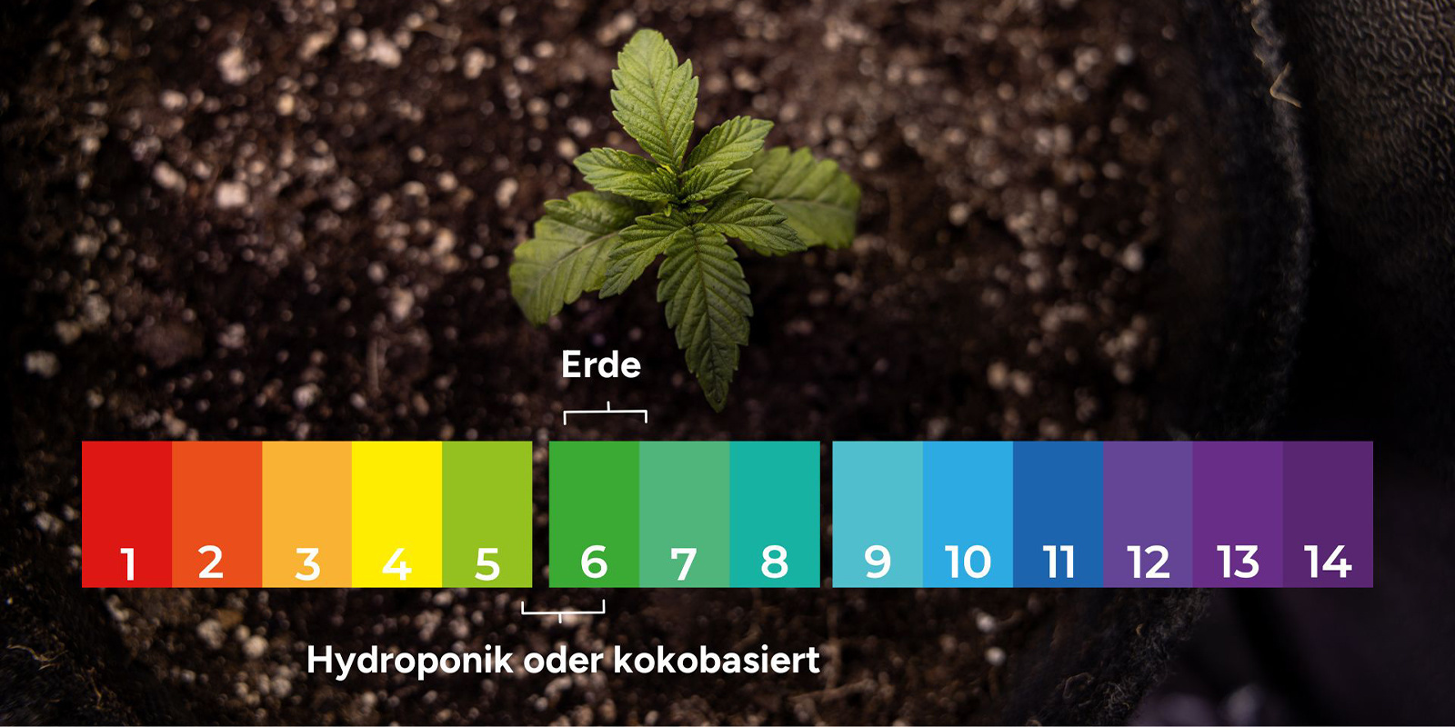 1. pH-Ungleichgewicht und Nährstoff-Blockaden ausschließen 1. pH-Ungleichgewicht und Nährstoff-Blockaden ausschließen