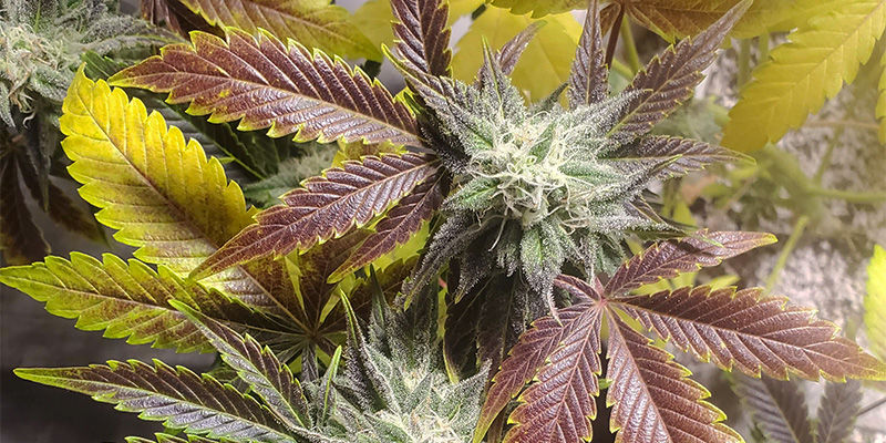 Wie sieht ein Kupfermangel bei Cannabis aus?