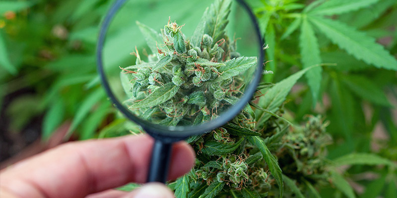 Croptober-Ernte: Das Timing Ist Entscheidend Croptober-Ernte: Das Timing Ist Entscheidend