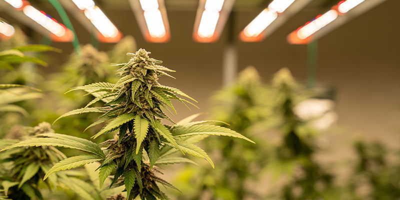 Indoor-Anbau Indoor-Anbau