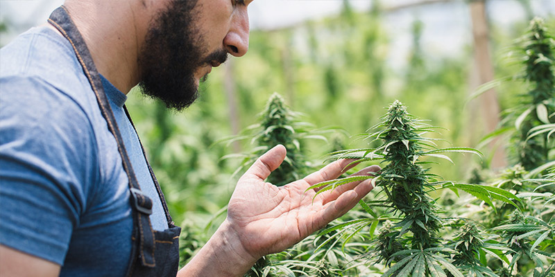 Die Bedeutung Von Croptober Für Cannabis-Grower Die Bedeutung Von Croptober Für Cannabis-Grower