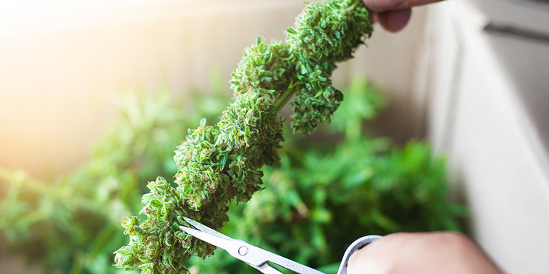 Trimmen, Trocknen Und Aushärten: Die Letzten Schritte Im Croptober Trimmen, Trocknen Und Aushärten: Die Letzten Schritte Im Croptober