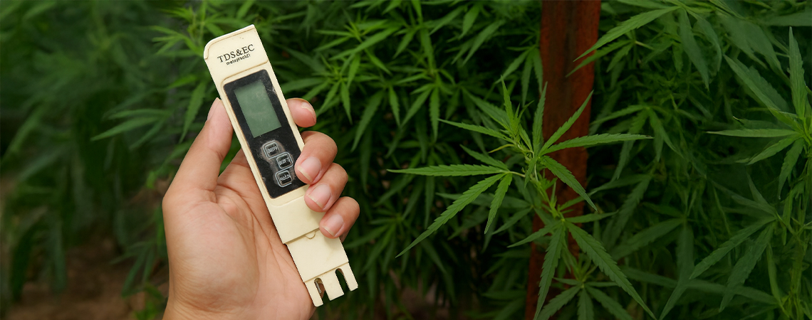 Der beste EC-Wert für Cannabispflanzen Der beste EC-Wert für Cannabispflanzen