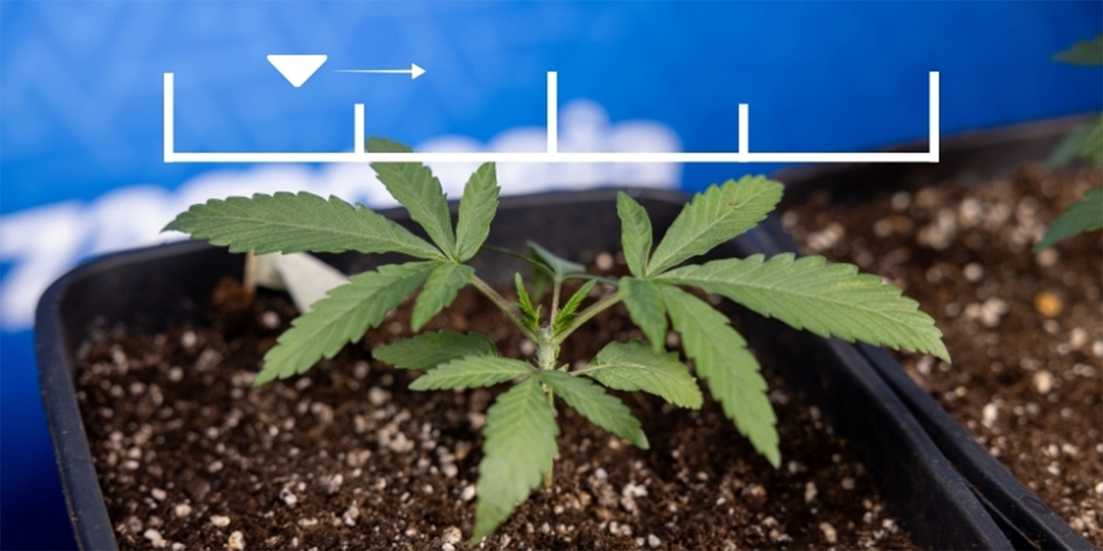 Ideale EC-Werte für jede Wachstumsphase Ideale EC-Werte für jede Wachstumsphase