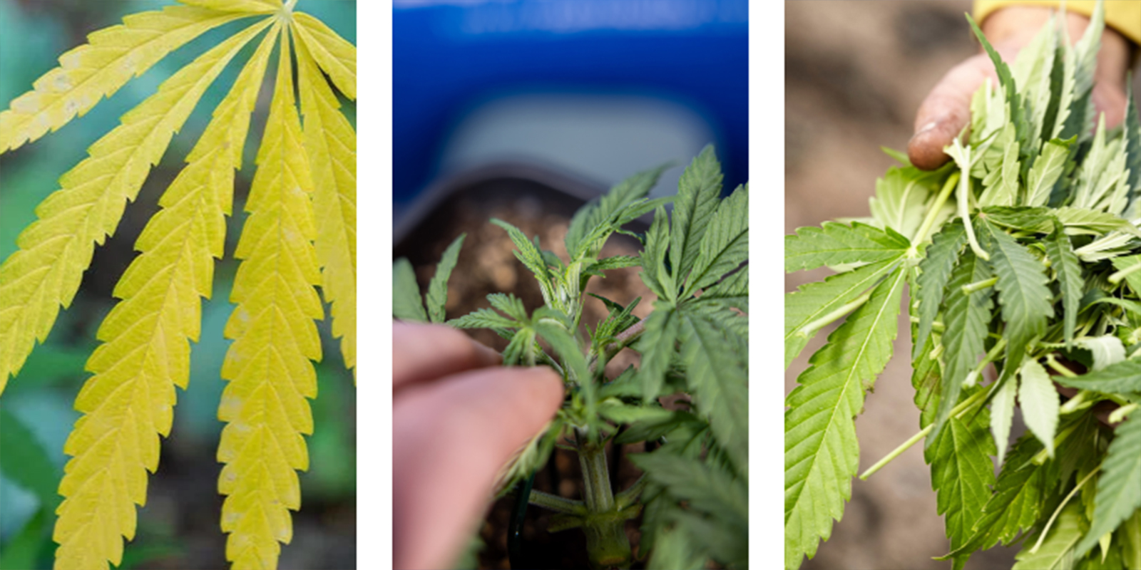 Unterdüngung erkennen Unterdüngung erkennen