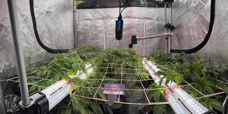 Grow Room ausmessen und vorbereiten