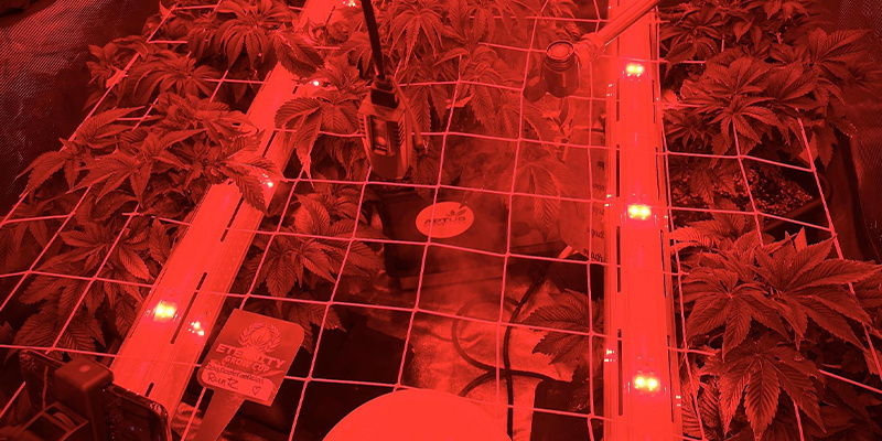 Die besten Lampenarten für Intercanopy-Beleuchtung