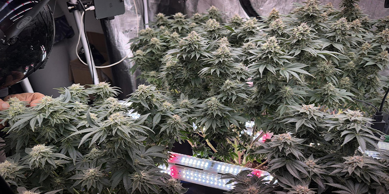 So integriert man Intercanopy-Beleuchtung in einen Grow Room