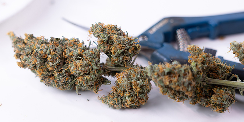 Steigert Ertrag und Blütenqualität