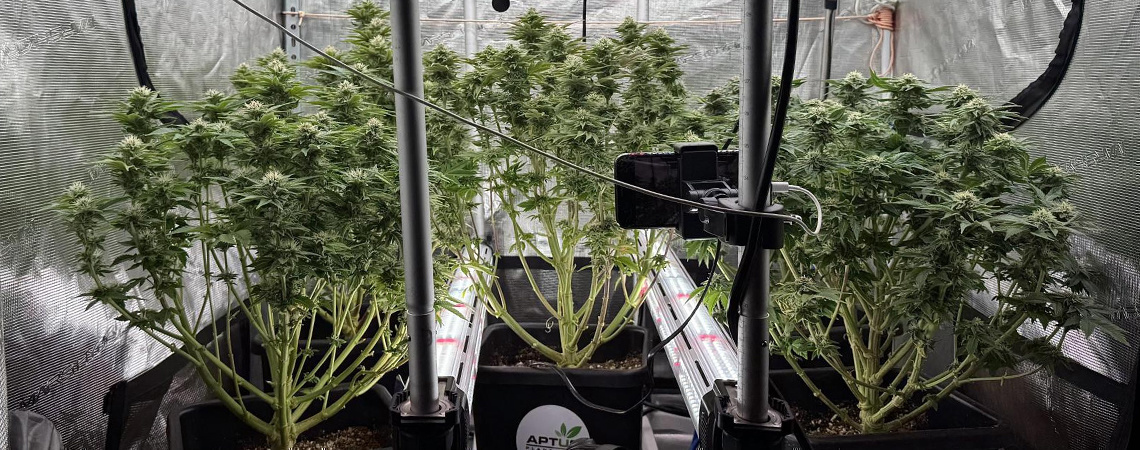 Intercanopy-Beleuchtung im Cannabisanbau: Ja oder nein?