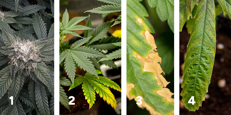 Reaktion der Pflanzen beobachten