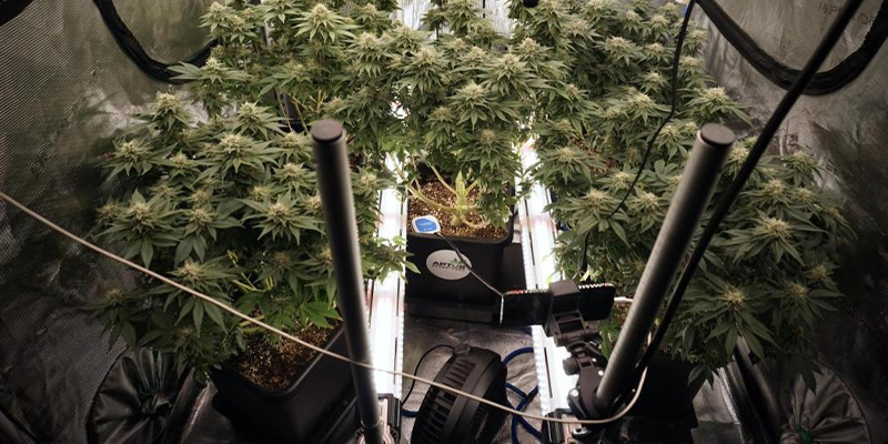 Was versteht man unter Intercanopy-Beleuchtung?