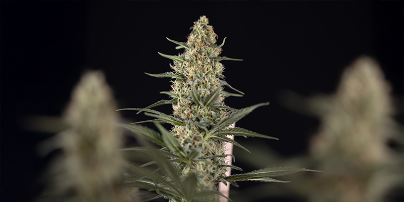 Wann sollte man Intercanopy-Beleuchtung einsetzen?