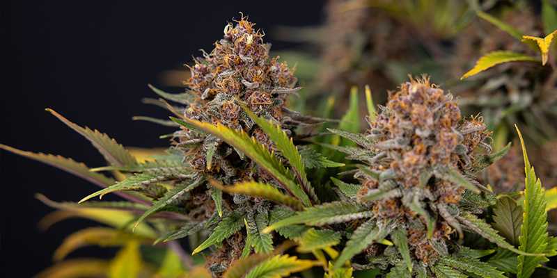 Warum sollte man Intercanopy-Beleuchtung nutzen?