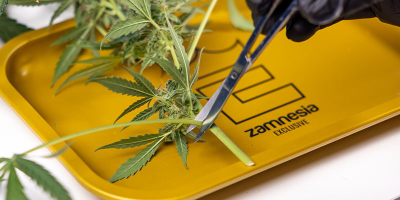 2. Zuerst die Fächerblätter entfernen