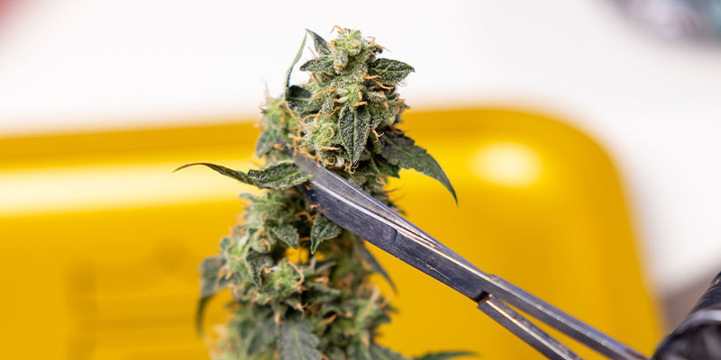 3. Zuckerblätter um die Blüten trimmen