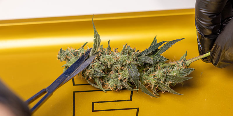 Buds vorsichtig handhaben, um Trichome zu bewahren