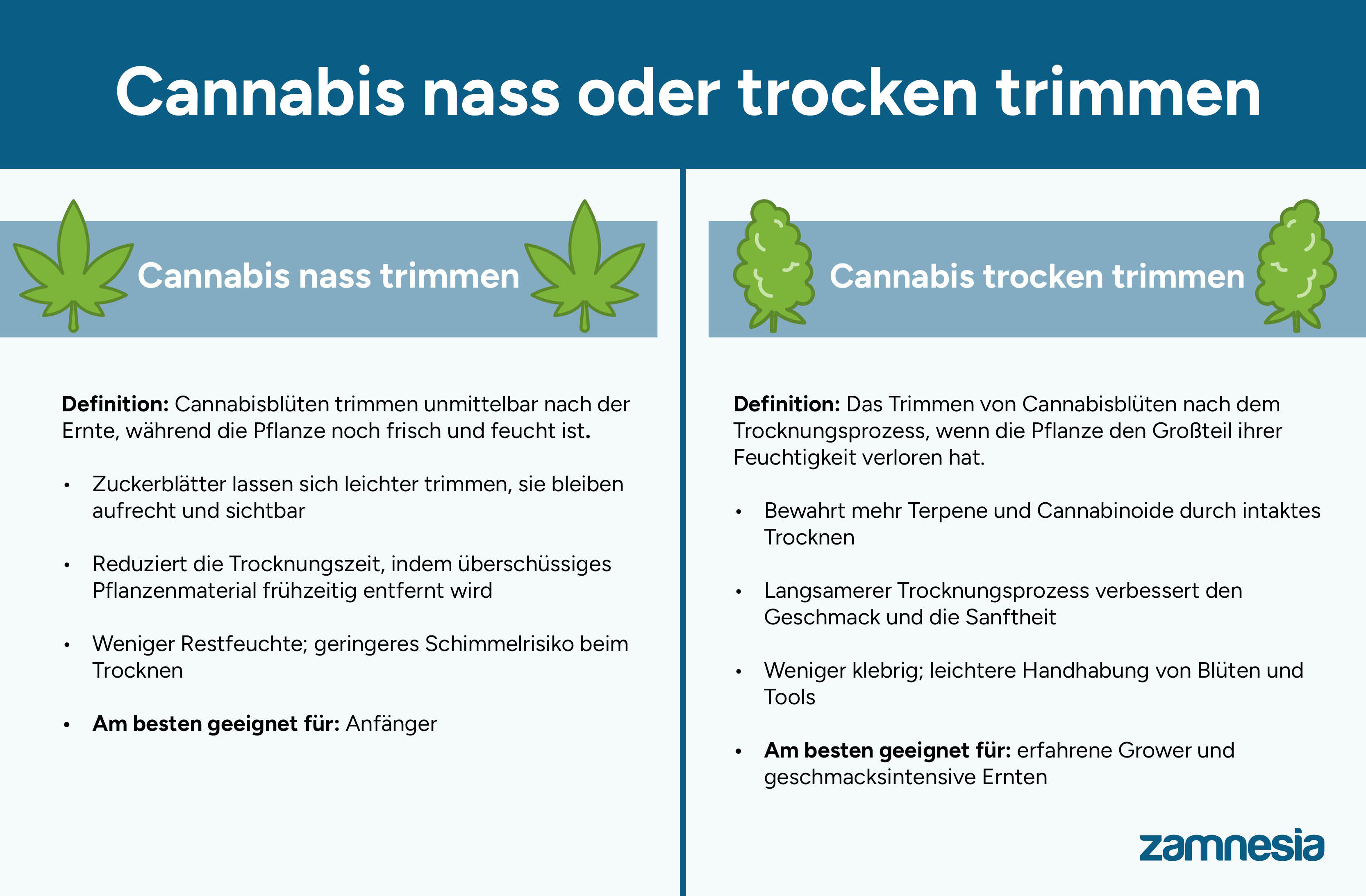 Cannabis nass oder trocken trimmen: Was ist besser?